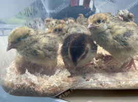 Jumbo quail chicks