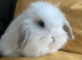 Mini lop litter ready 1st August. Unusual colours.