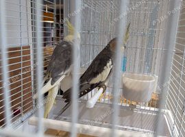 2 cockatiels with cage