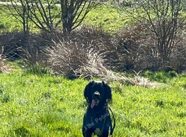 Apollo for new home