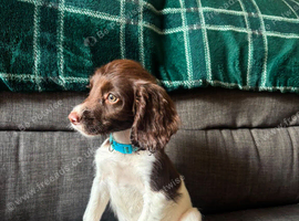 English springer spaniels puppies
