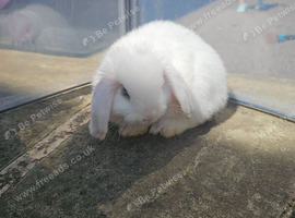 White mini lops
