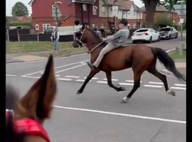 14.2hh pacing mare