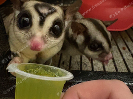 3 Sugar Gliders
