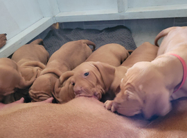 KC hungarian vizsla puppies for sale ( ready to go 13th June)