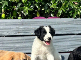 Amazing Border Collie X Lurcher Puppies