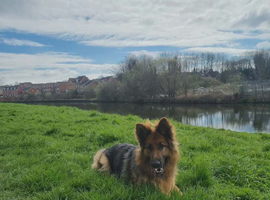German shephard girl