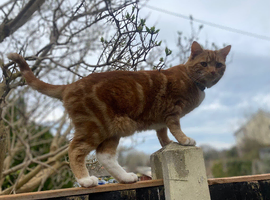 2 cats for sale