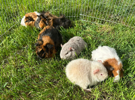 Beautiful Baby Guinea Pigs Mixed Colour Male & Femal