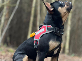 4YR OLD FRENCH BULLDOG