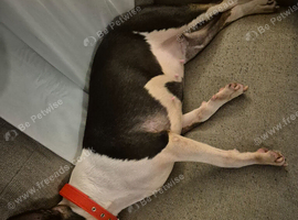 2 year old female bull terrier