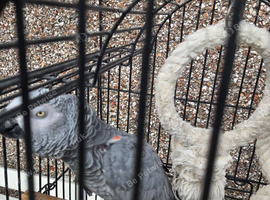 African Grey
