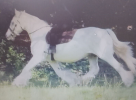 cob mare