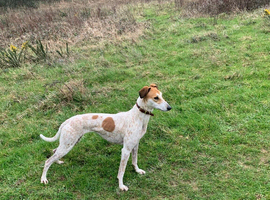 Lurcher puppies