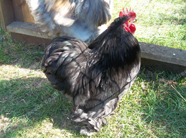 Lovely Young Cock Chicken