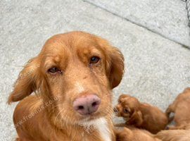 Red cocker spaniel