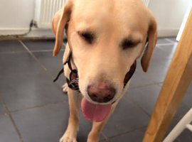 Golden Labrador