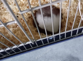 Syrian hamster