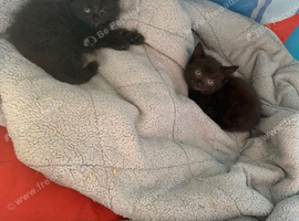 9 week old kittens