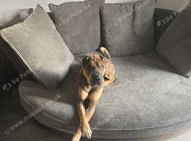 Stud pick of the puppies