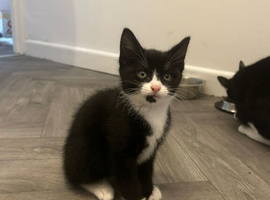 Lovely tuxedo boy