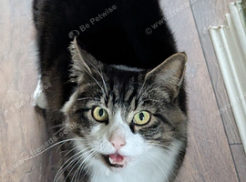 Roku (Outdoor Farm Cat) Excellent pest control.