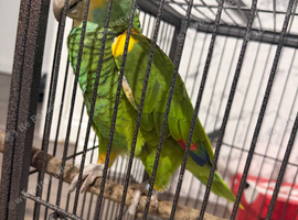 Hello nape amaozj parrot