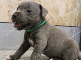 Blue Staffordshire bull terrier puppies
