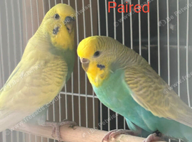 Budgies for sale