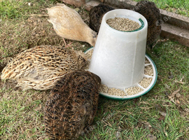Quail (5)