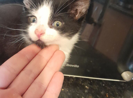 4 Kittens for sale
