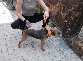 Lakeland terrier pups
