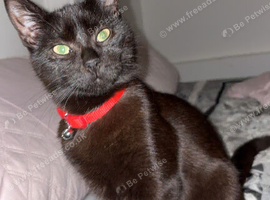 Bombay rare cat breed in the uk