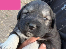 6 stunning puppies for sale ready to leave 17th August.
