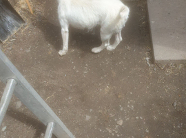 Jack russell perfect example