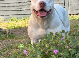 Stitch the white and ginger staffy
