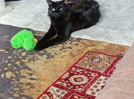 Kitte