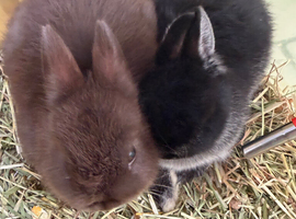 Rabbit