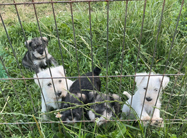 Miniature schnauzer puppies
