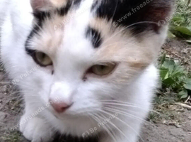 Kittens and mother cat for free of cost