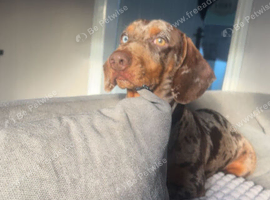 VINNY BEAUTIFUL MALE DACHSHUND FOR STUD