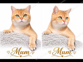 3 Golden Black Shaded British Shorthair Kittens Available