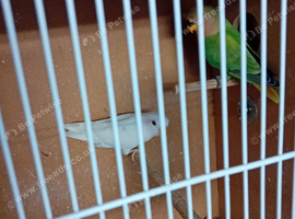Baby lovebirds