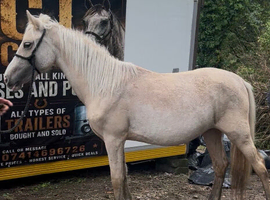 Palomino Welsh part bred filly