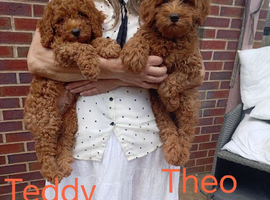 Labradoodle x Toy maltipoo Health Tested
