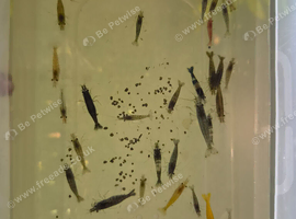 A mix of approx 40 coloured shrimp