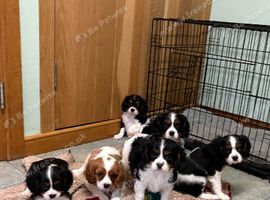 K C Reg Cavalier King Charles