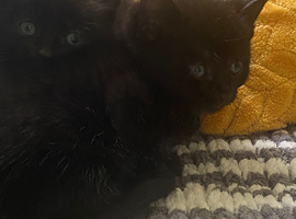 Kittens