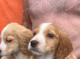 Cocker Spaniel puppies
