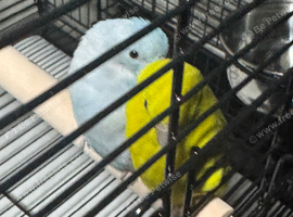 Baby parrotlets Glasgow
